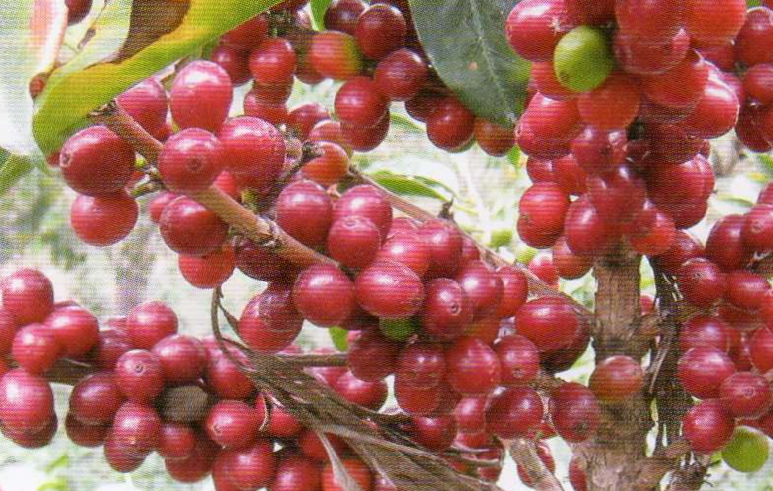 アラビカ種のコーヒー