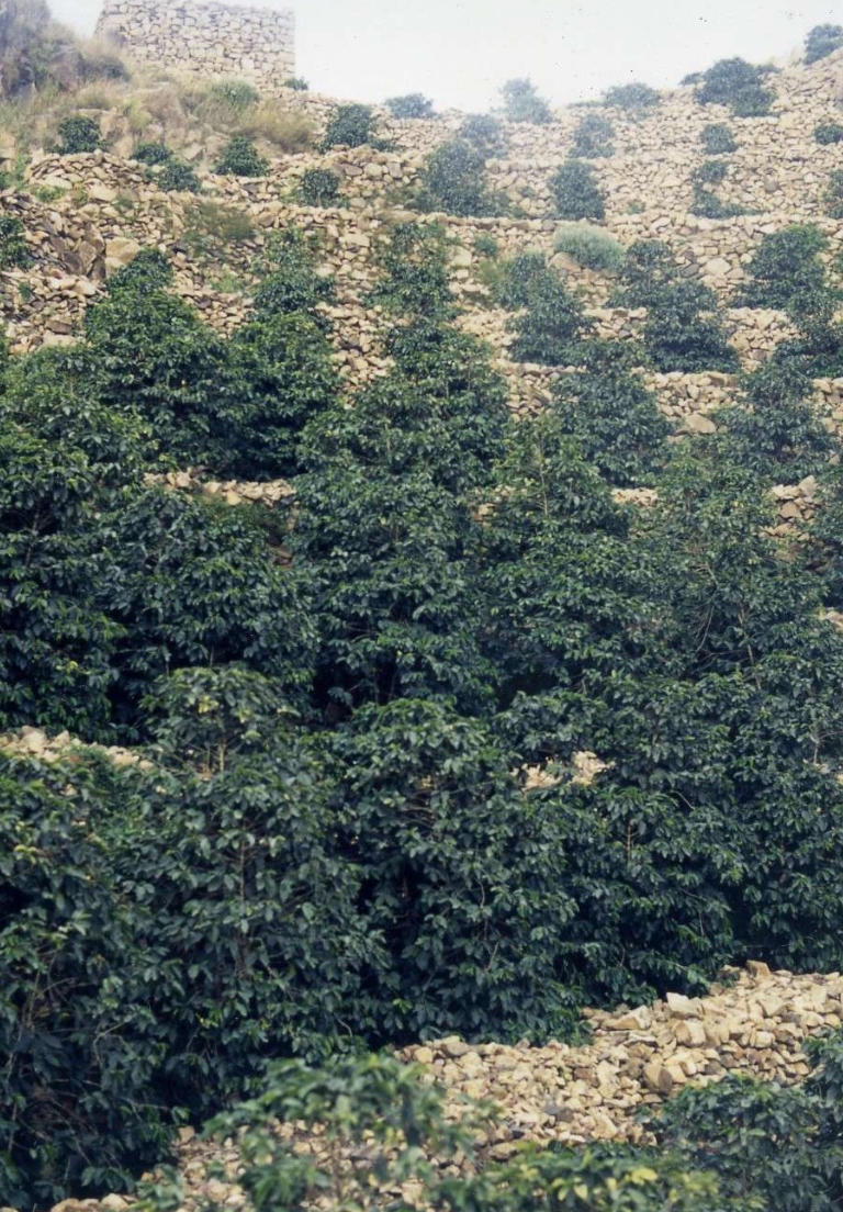 イエメン・バニー・イスマイル村のコーヒー畑