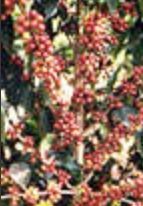 世界のコーヒー事情