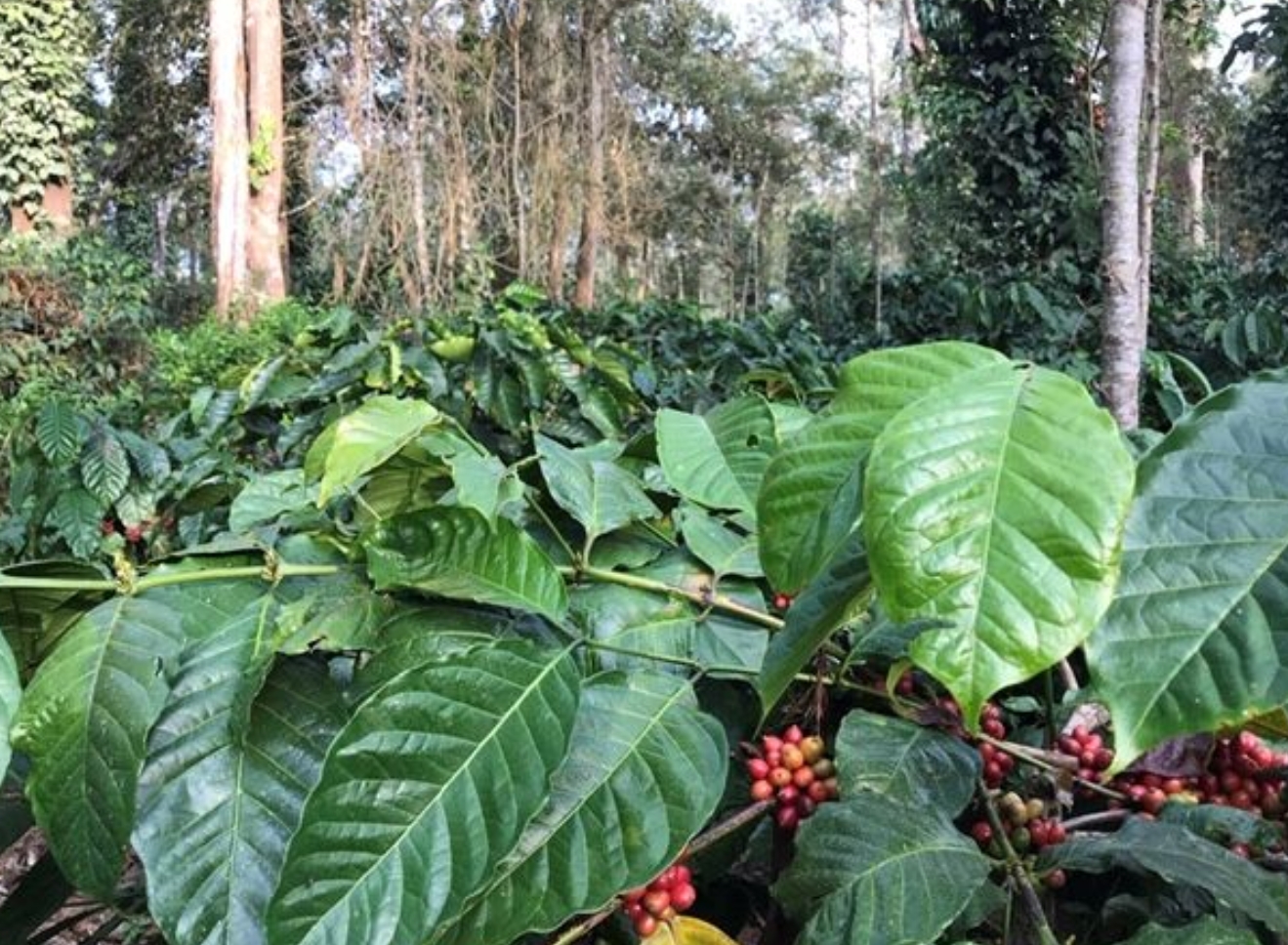 インドのコーヒーの種類と歴史