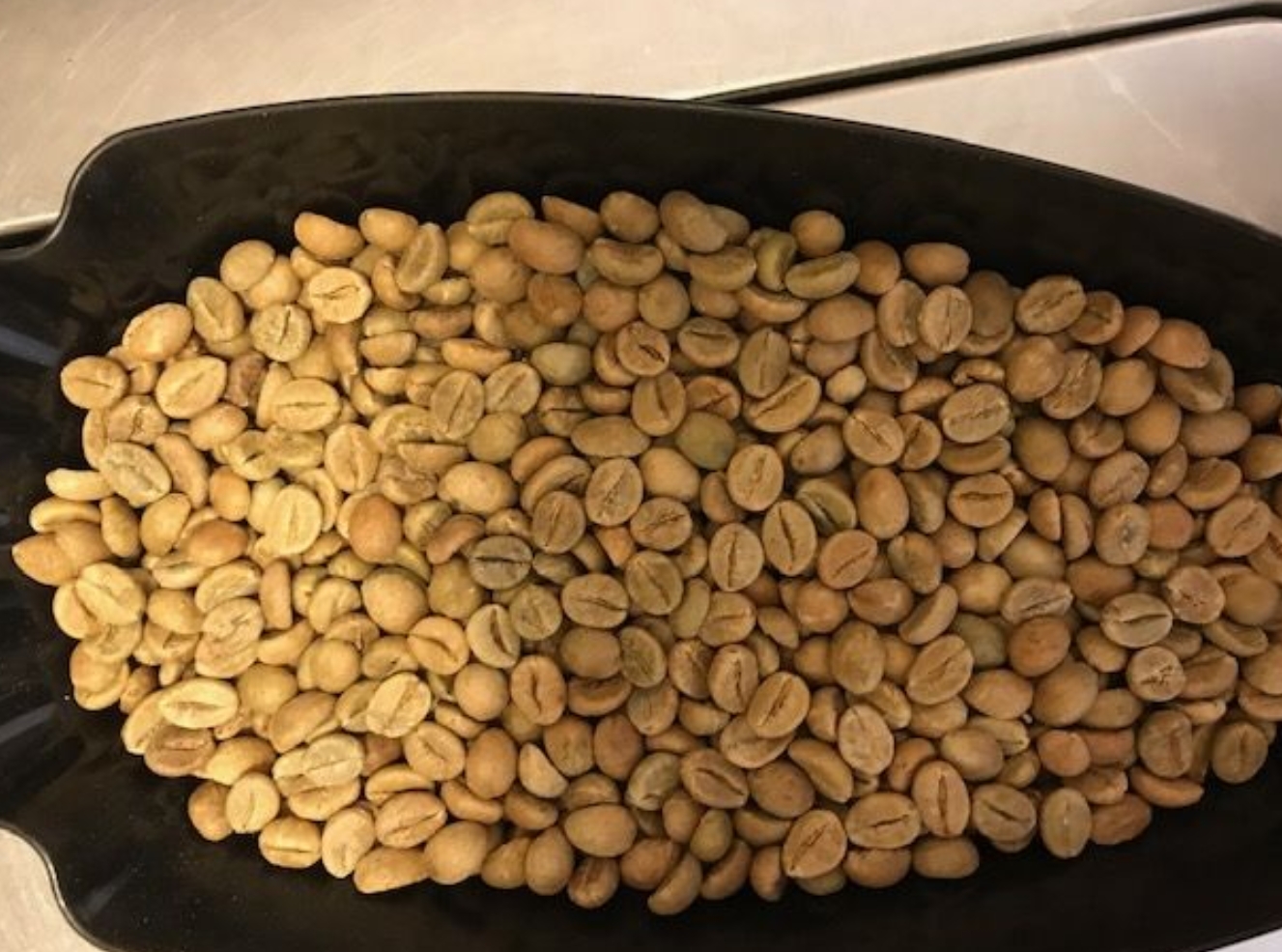 インド「ロブスタチェリー」