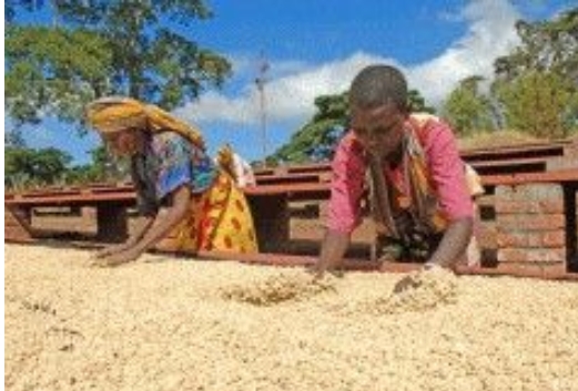 世界の優良コーヒー豆生産地・・・ケニア