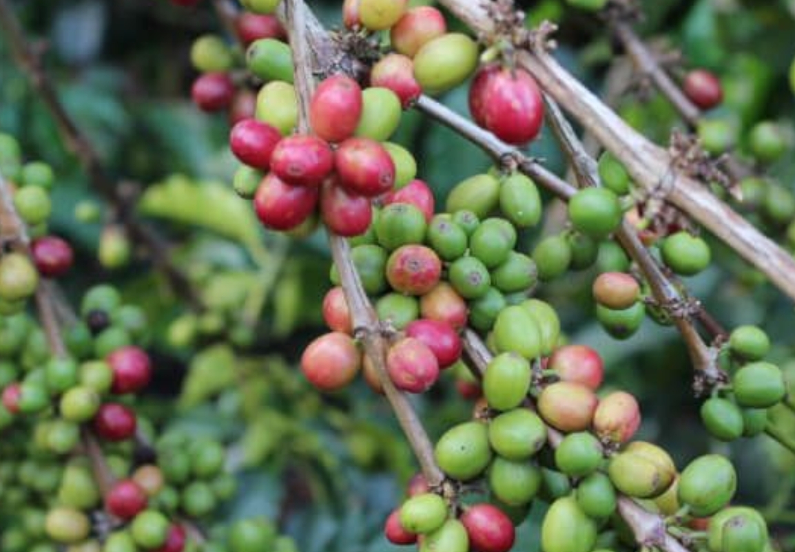 コーヒーの実２